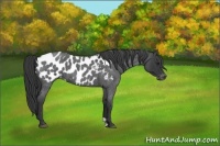 Horse Color:Blue Roan Appaloosa
