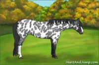 Horse Color:Blue Roan Near Leopard 