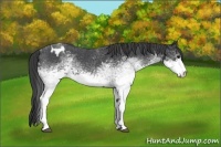 Horse Color:White Spotted Blue Roan Appaloosa 
