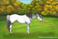 Horse Color:White Spotted Blue Roan Frame Appaloosa 