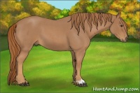 Horse Color:Red Roan