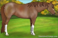 Horse Color:Chestnut 