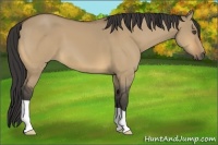 Horse Color:Buckskin Dun