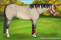 Horse Color:Buckskin Roan Dun 