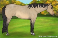 Horse Color:Buckskin Roan Dun 
