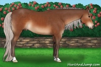 Horse Color:Silver Brown 