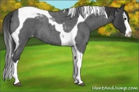 Horse Color:Blue Roan Splash Tobiano Appaloosa 