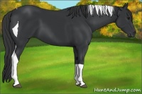 Horse Color:Black Tobiano 