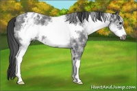 Horse Color:White Spotted Blue Roan Frame Appaloosa 