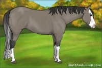 Horse Color:Grullo Sabino Splash 