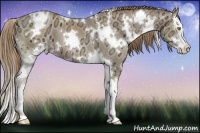 Horse Color:White Spotted Liver Chestnut Ice Pearl Sabino Splash 