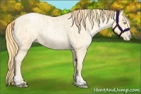 Horse Color:Buckskin Roan Pearl and Buckskin Roan Pearl