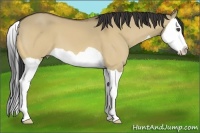 Horse Color:Buckskin Dun Splash