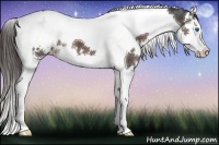 Horse Color:White Spotted Liver Chestnut Splash Tobiano