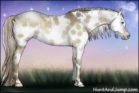 Horse Color:White Spotted Liver Red Dun Splash Rabicano 