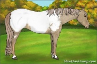 Horse Color:Chocolate Palomino Dun Appaloosa Brindle