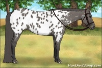 Horse Color:Smoky Grullo Appaloosa Brindle 