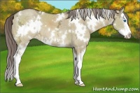 Horse Color:White Spotted Chocolate Palomino Ice Dun Splash 