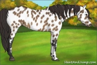 Horse Color:Brown Dun Near Leopard
