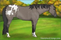 Horse Color:Grullo Appaloosa Brindle 