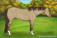 Horse Color:Liver Red Dun Appaloosa Brindle 
