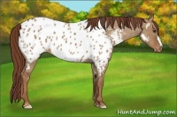 Horse Color:Red Dun Appaloosa 