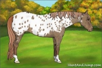 Horse Color:Liver Red Dun Appaloosa 