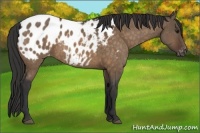 Horse Color:Bay Dun Appaloosa Brindle