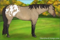 Horse Color:Bay Dun Appaloosa Brindle 