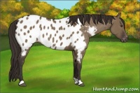 Horse Color:Liver Red Dun Appaloosa 