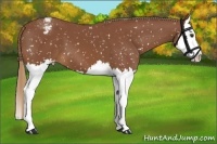 Horse Color:Chestnut Splash Appaloosa 