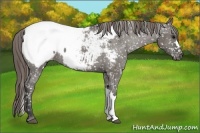 Horse Color:Smoky Grullo Near Fewspot 