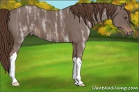 Horse Color:Liver Chestnut Ice 