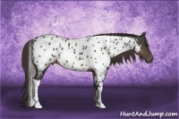 Horse Color:Buckskin Tobiano Appaloosa 