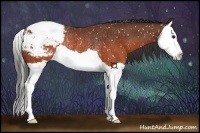 Horse Color:Brown Splash Appaloosa Rabicano
