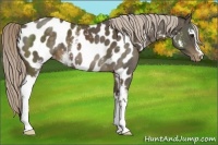 Horse Color:White Spotted Chocolate Palomino Appaloosa 