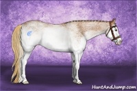 Horse Color:White Spotted Chestnut Splash 