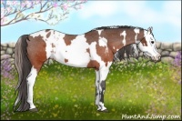 Horse Color:Brown Appaloosa  and Brown Appaloosa 