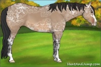 Horse Color:Bay Ice Dun Sabino 