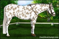 Horse Color:Silver Grullo Appaloosa 