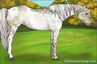 Horse Color:White Spotted Chocolate Palomino Ice 