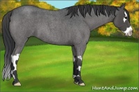 Horse Color:Blue Roan Sabino Splash