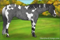 Horse Color:Blue Roan Splash Tobiano 