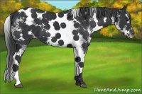 Horse Color:White Spotted Black Splash Tobiano Appaloosa 