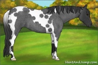 Horse Color:Blue Roan Tobiano