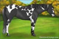 Horse Color:Black Splash Tobiano 
