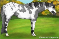 Horse Color:Blue Roan Splash Tobiano Frame Appaloosa 