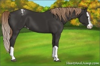 Horse Color:Liver Chestnut Splash Varnish 