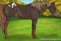 Horse Color:Liver Chestnut Appaloosa 