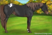Horse Color:Liver Chestnut Appaloosa 